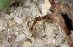 Pheidole bicarinata