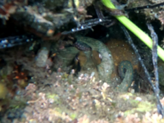 Octopus bimaculoides