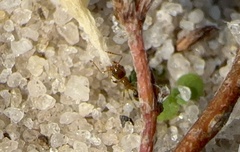 Pheidole bicarinata