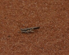 Pycnostictus seriatus