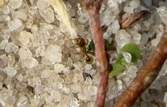 Pheidole bicarinata