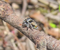 Maratus plumosus