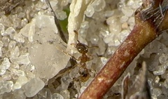 Pheidole bicarinata