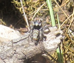 Maratus plumosus