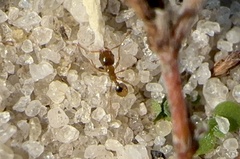 Pheidole bicarinata