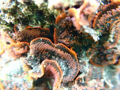 Watersipora subtorquata