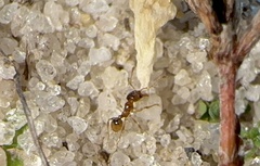 Pheidole bicarinata