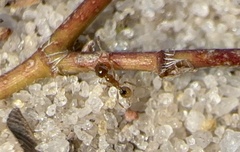 Pheidole bicarinata