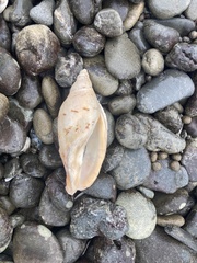 Alcithoe arabica