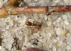 Pheidole bicarinata