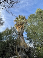 Washingtonia filifera