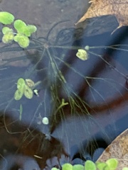 Ceratophyllum echinatum