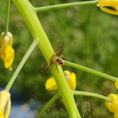 Australomisidia pilula