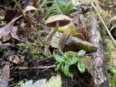 Psathyrella longistriata