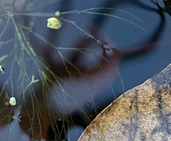 Ceratophyllum echinatum