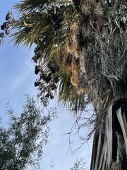 Washingtonia filifera
