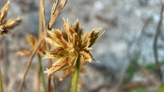 Bulbostylis barbata