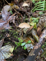 Psathyrella longistriata