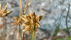 Bulbostylis barbata