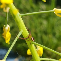 Australomisidia pilula