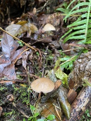 Psathyrella longistriata