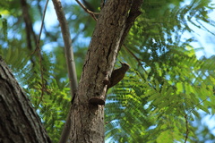 Dryobates passerinus