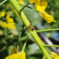 Australomisidia pilula