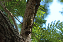 Dryobates passerinus