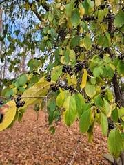 Rhamnus cathartica