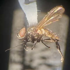 Imitomyia sugens