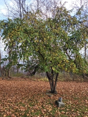 Rhamnus cathartica