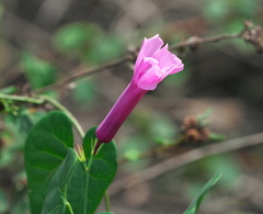 Rhabdadenia madida