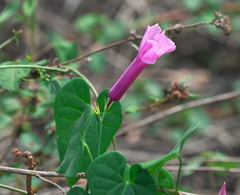 Rhabdadenia madida