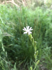 Stellaria flaccida
