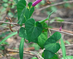 Rhabdadenia madida
