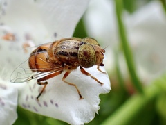 Eristalinus punctulatus
