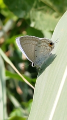 Catochrysops panormus