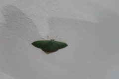 Prasinocyma semicrocea