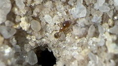 Pheidole bicarinata
