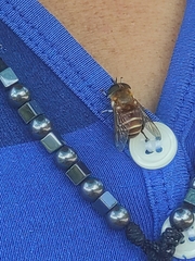 Palpada vinetorum