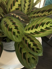 Maranta
