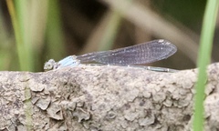Argia moesta