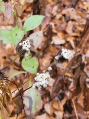 Anemone virginiana