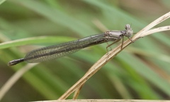Argia fumipennis
