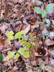 Anemone virginiana
