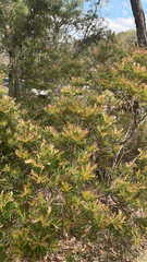 Banksia spinulosa