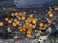 Scutellinia setosa