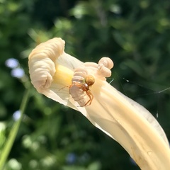 Diaea