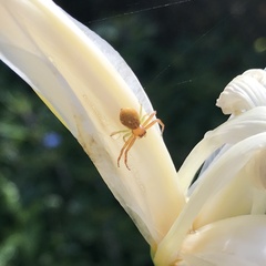 Diaea