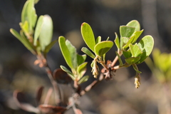 Arctostaphylos × media